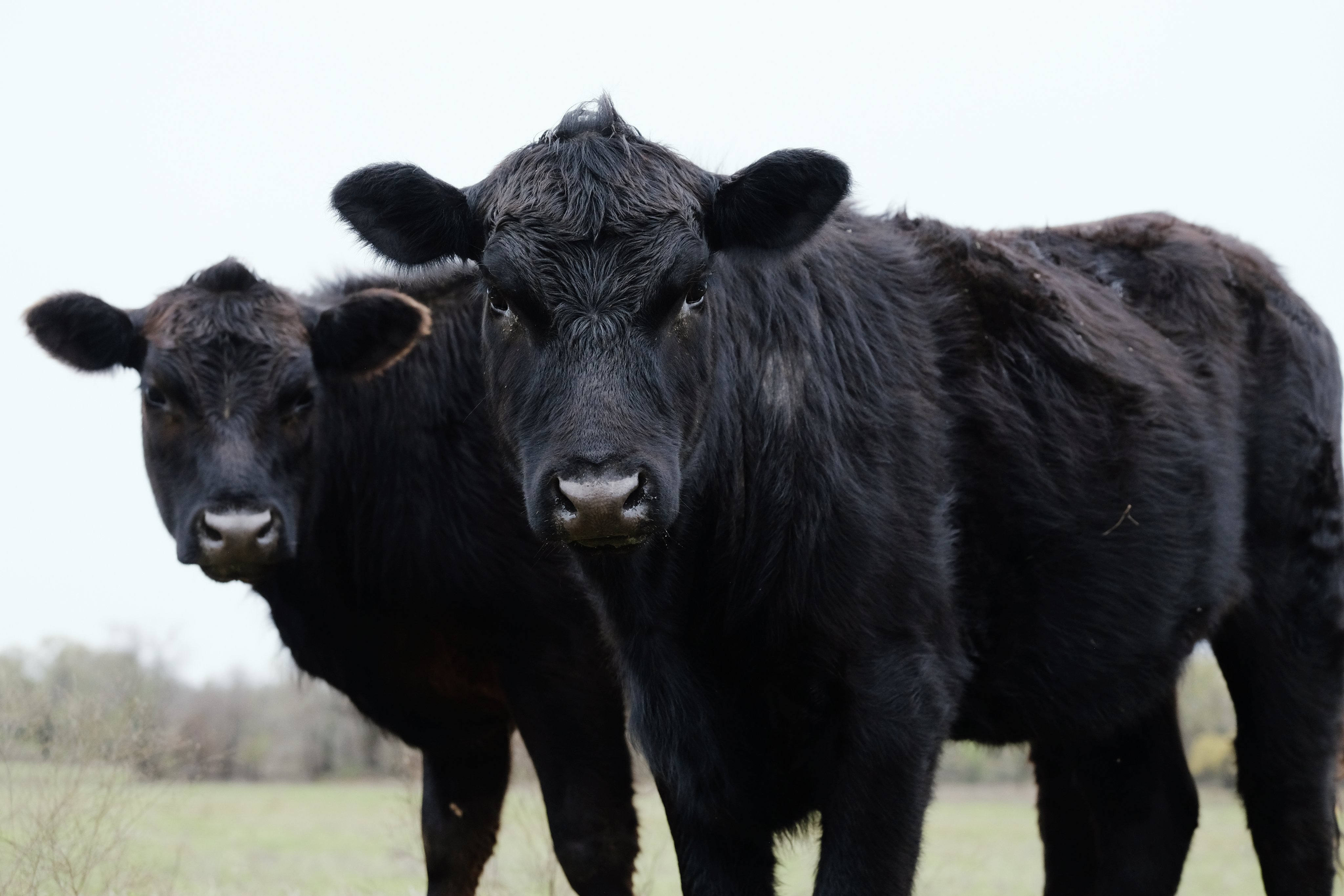 A - 'Aberdeen Angus, black Angus' - Kooks Secrets